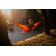 Гамак Chill Orange
